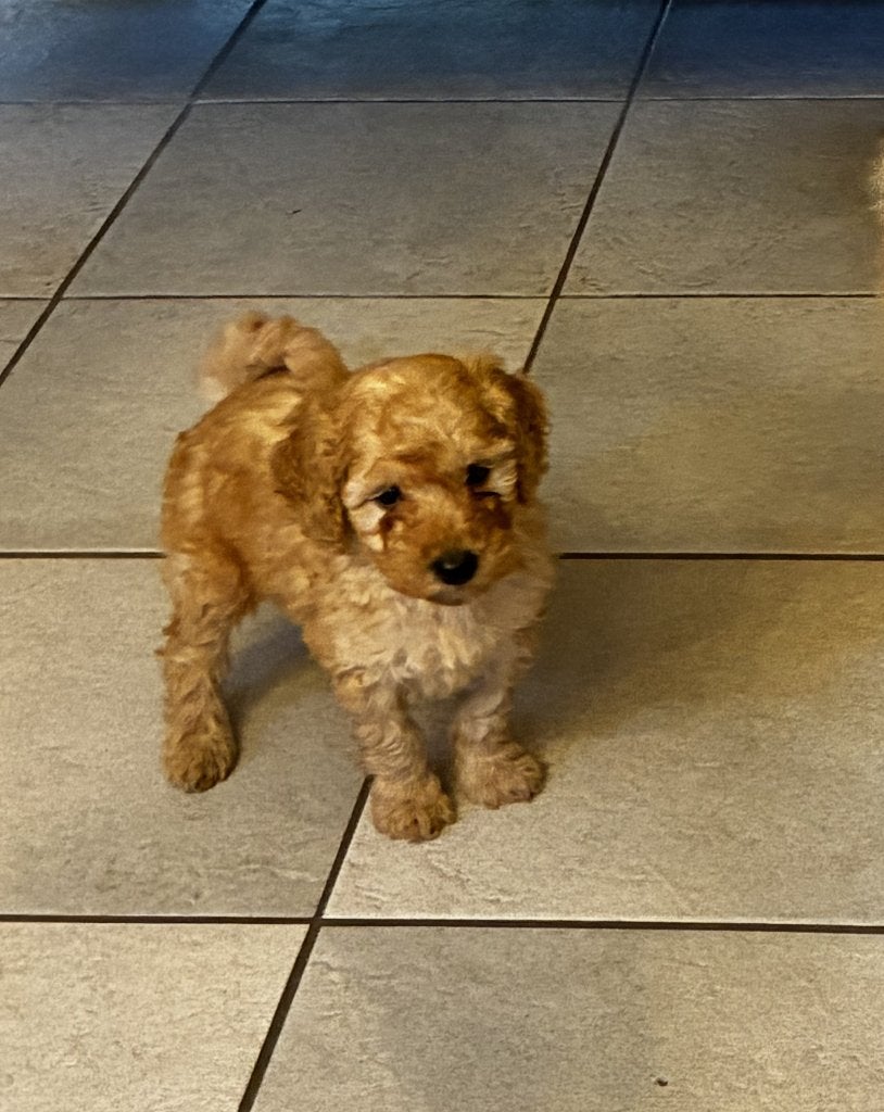 labradoodle Medium, CDV (hondenziekte), 8 tot 15 weken, Meerdere, Nederland