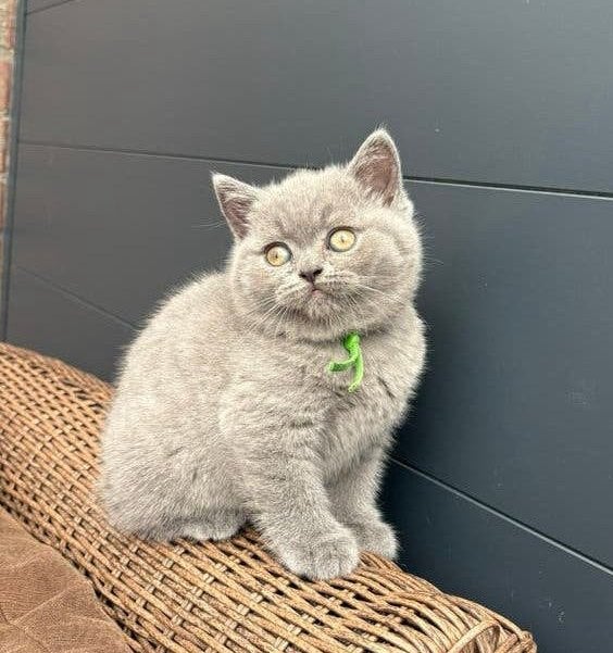 Nog 2 britse korthaar kittens! Met gezondheidsgarantie, Meerdere dieren, Gechipt, 0 tot 2 jaar