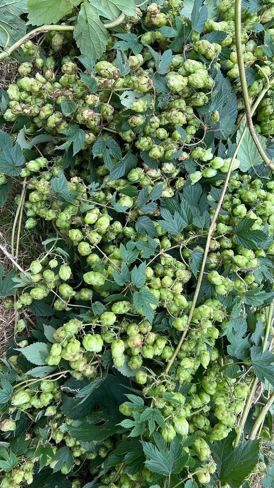 Verse hop decoratie kransen, Ophalen, 200 cm, Nieuw, Slinger