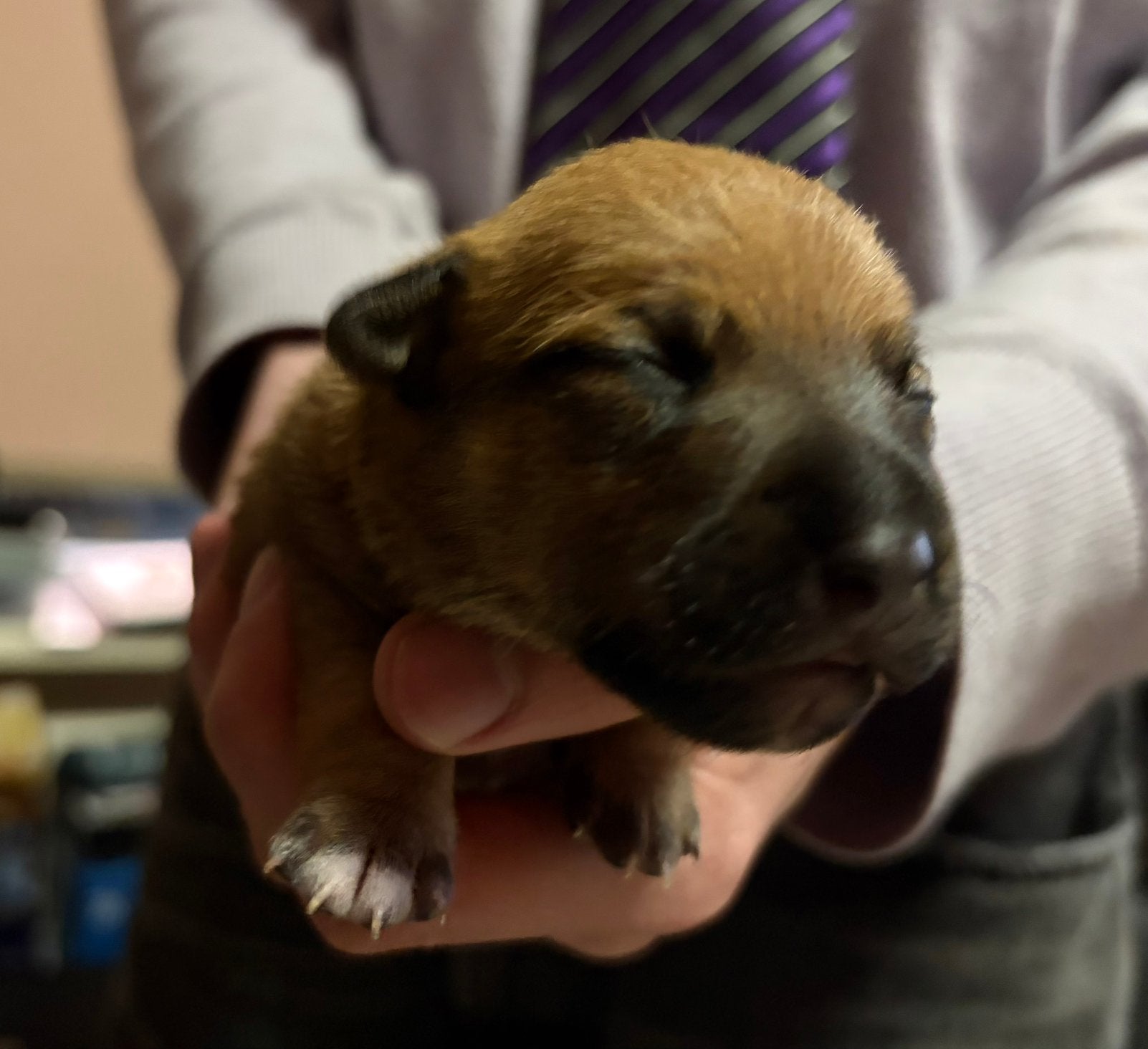 Jack Russell pups geboren 05 Oktober, CDV (hondenziekte), 8 tot 15 weken, Meerdere, Meerdere dieren