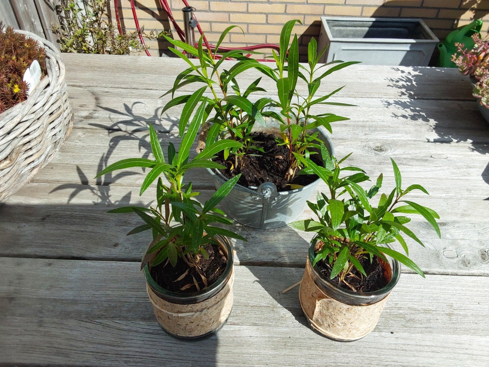 Oleander stekken v.a. 5 euro, Ophalen, Zomer, Vaste plant, Volle zon