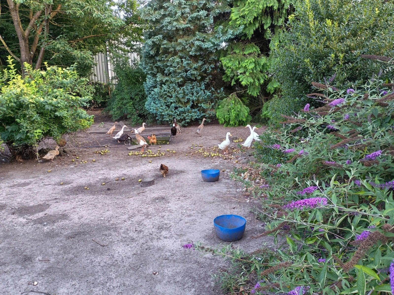 Diverse loopeenden te koop vrouwtjes en mannetjes, Meerdere dieren, Eend