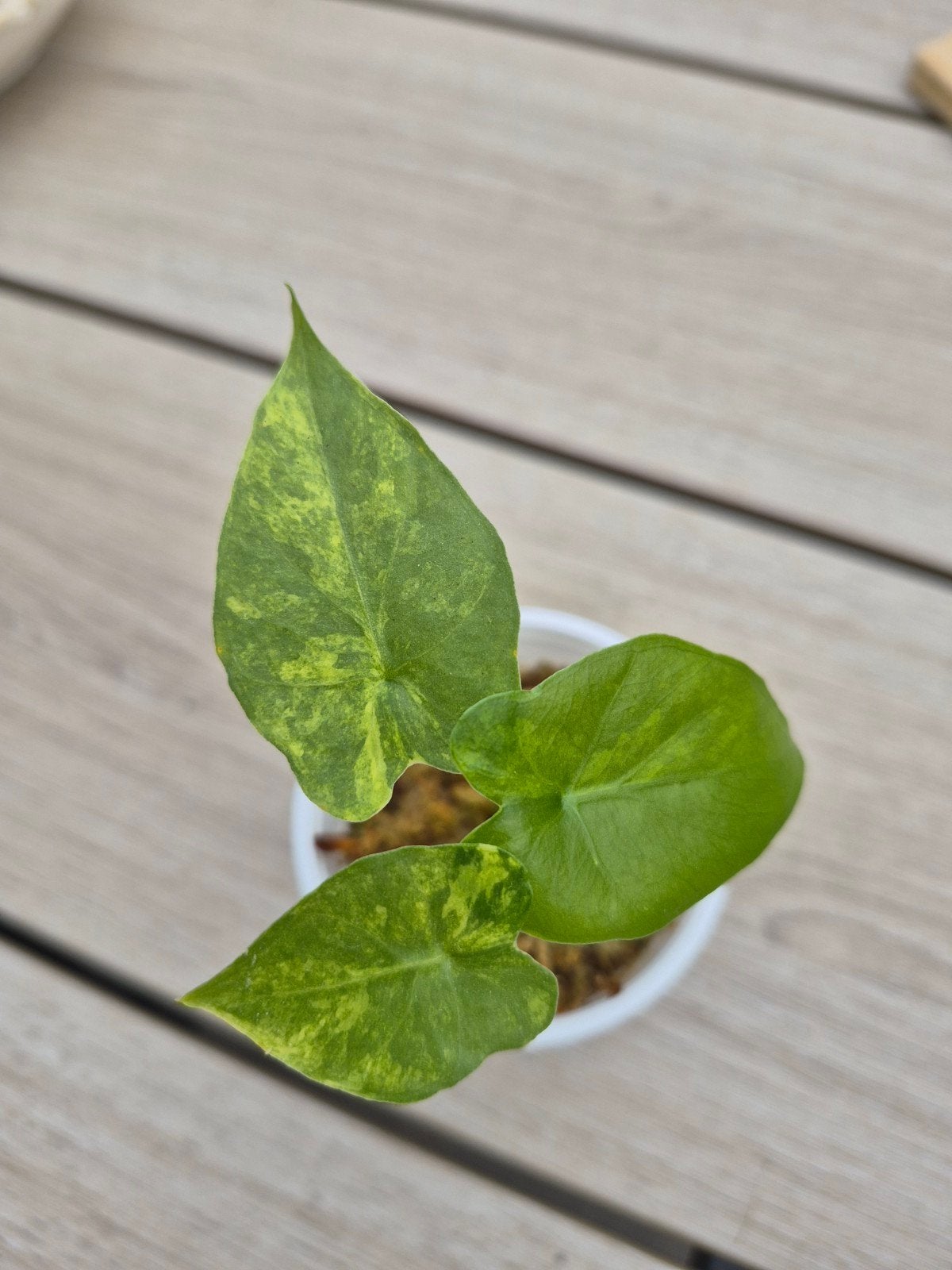 Stekje Alocasia macrorrhiza aurea variegata, Overige soorten, In pot, Minder dan 100 cm, Groene kamerplant