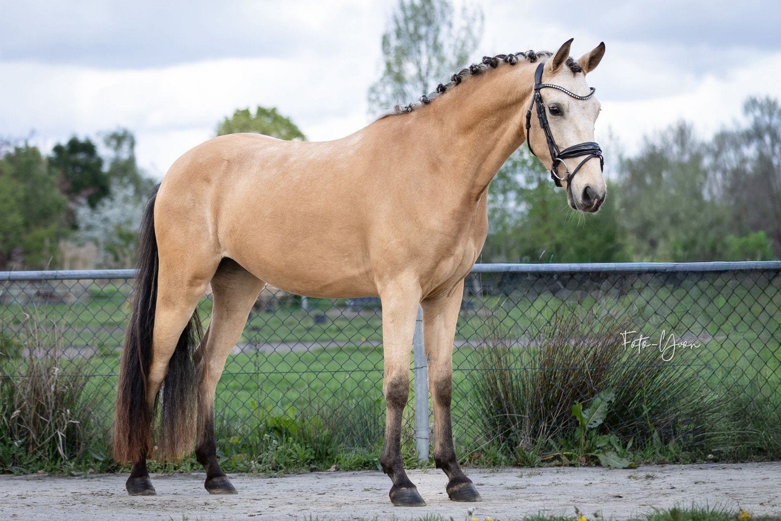 Foto 3 van Knappe new forest D pony