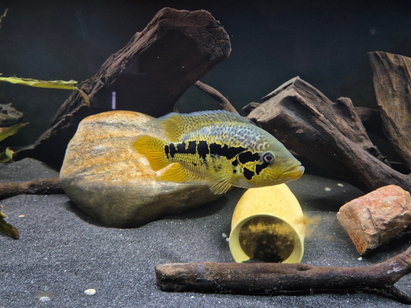 kweekkoppel Parachromis friedrichsthalii, Dieren en Toebehoren