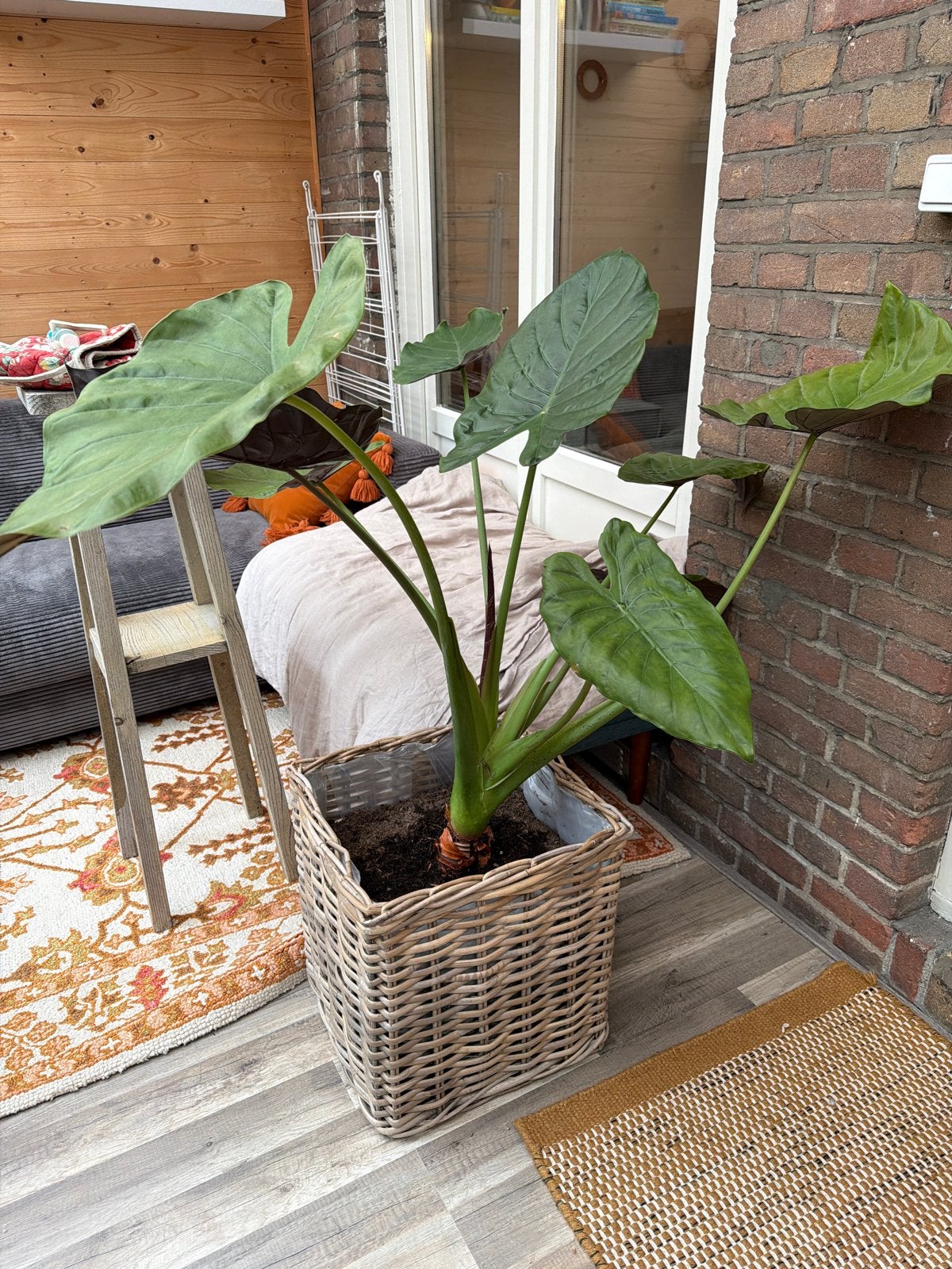 Grote Olifantsoor plant in rotan plantenbak, 100 tot 150 cm, Overige soorten, In pot, Groene kamerplant