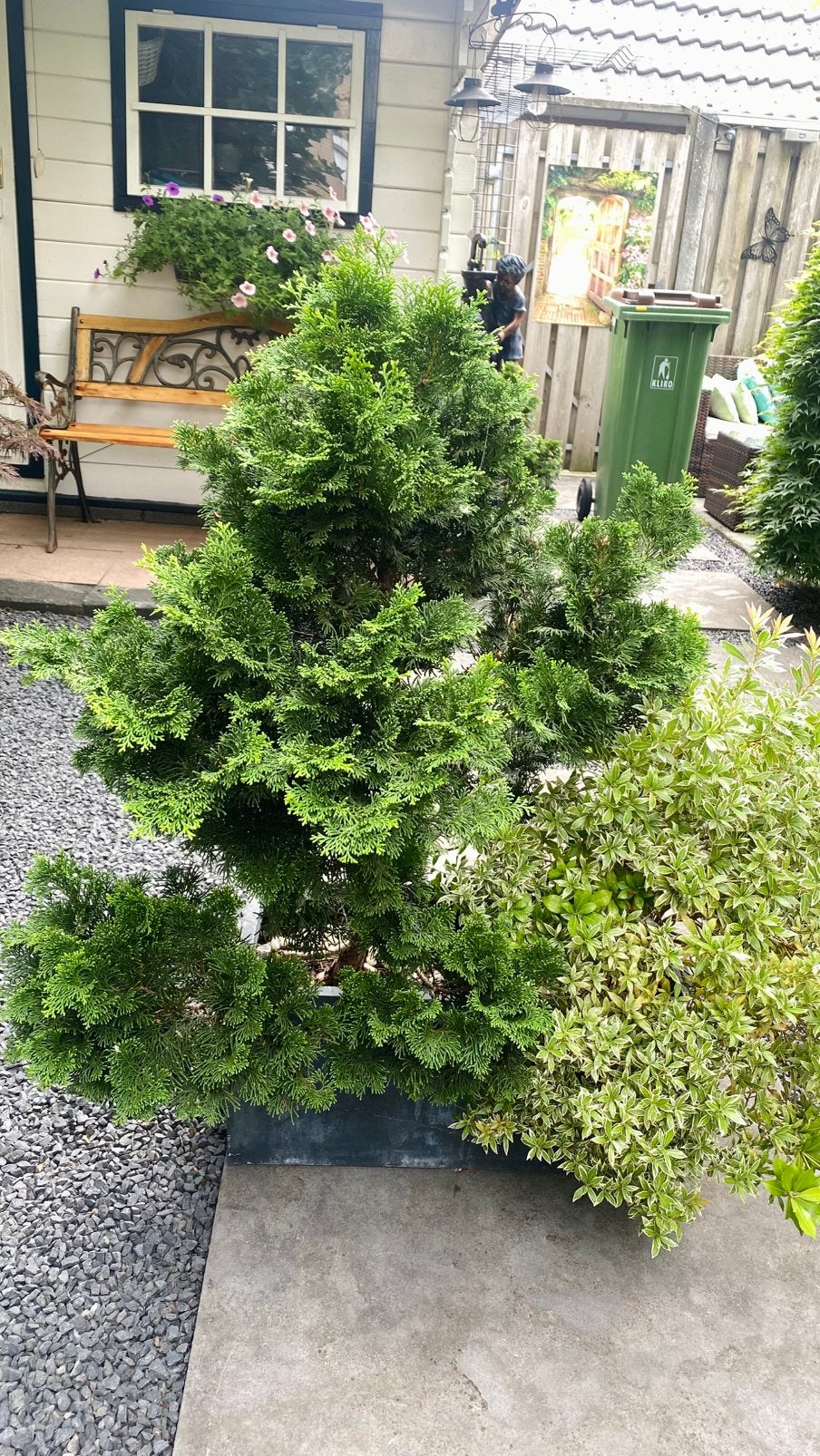 Dwergcipres Chamaecyparis Nana Gracilis, conifeer, Tuin en Terras, Ophalen, Volle zon, Overige soorten, 100 tot 250 cm