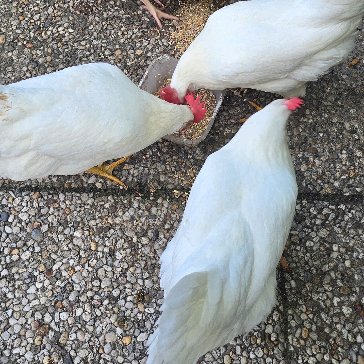 Witte leghorn kippen 20 weken, Dieren en Toebehoren, Vrouwelijk, Kip