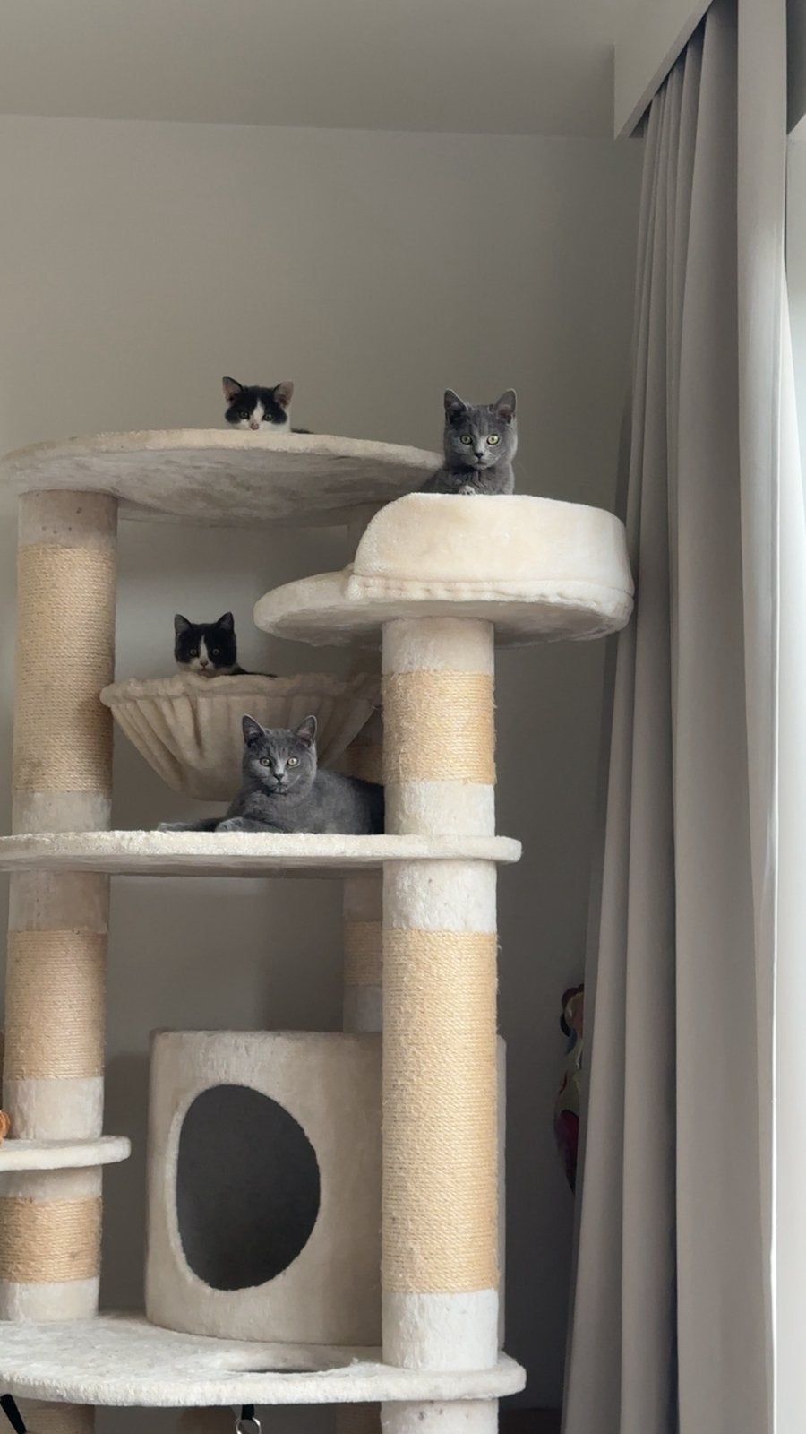 Britse korthaar kittens, Dieren en Toebehoren, Meerdere dieren, Ontwormd