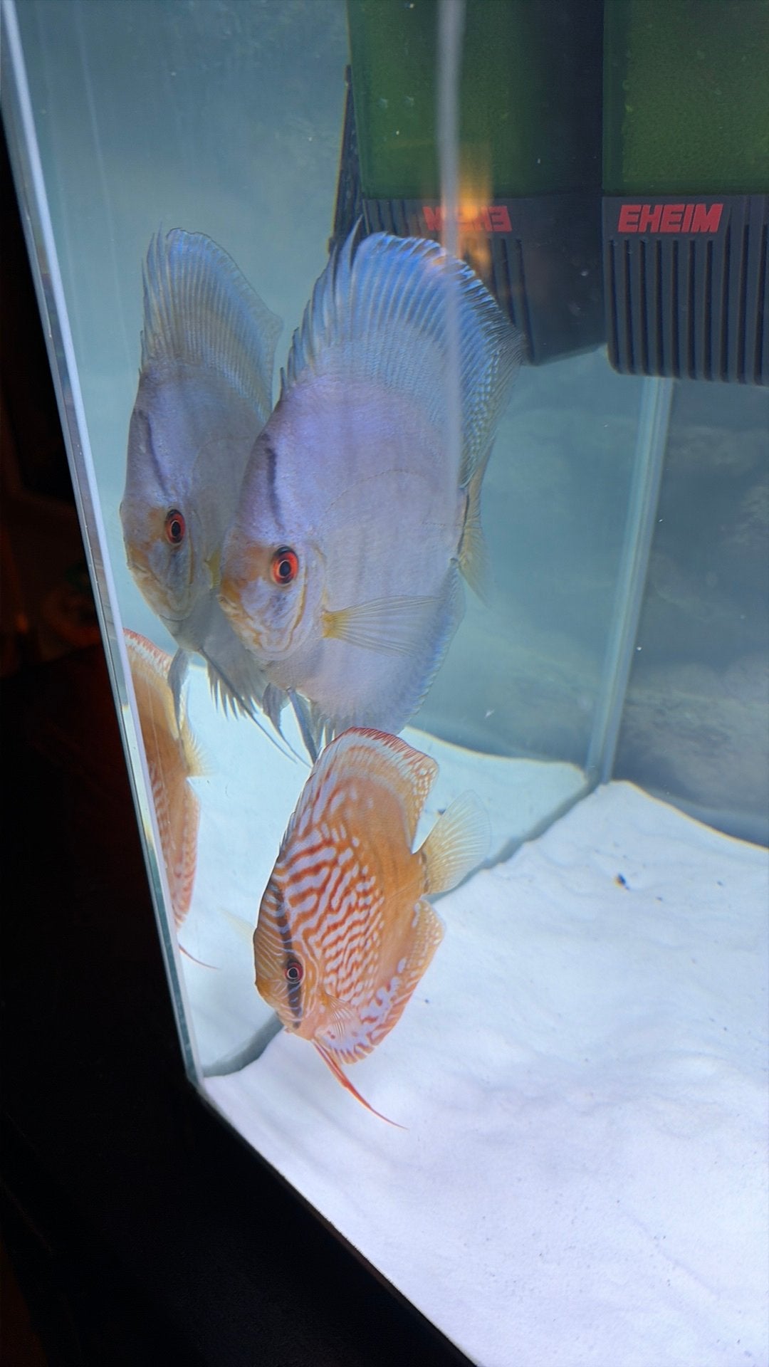 Discus vis koppel, Vis