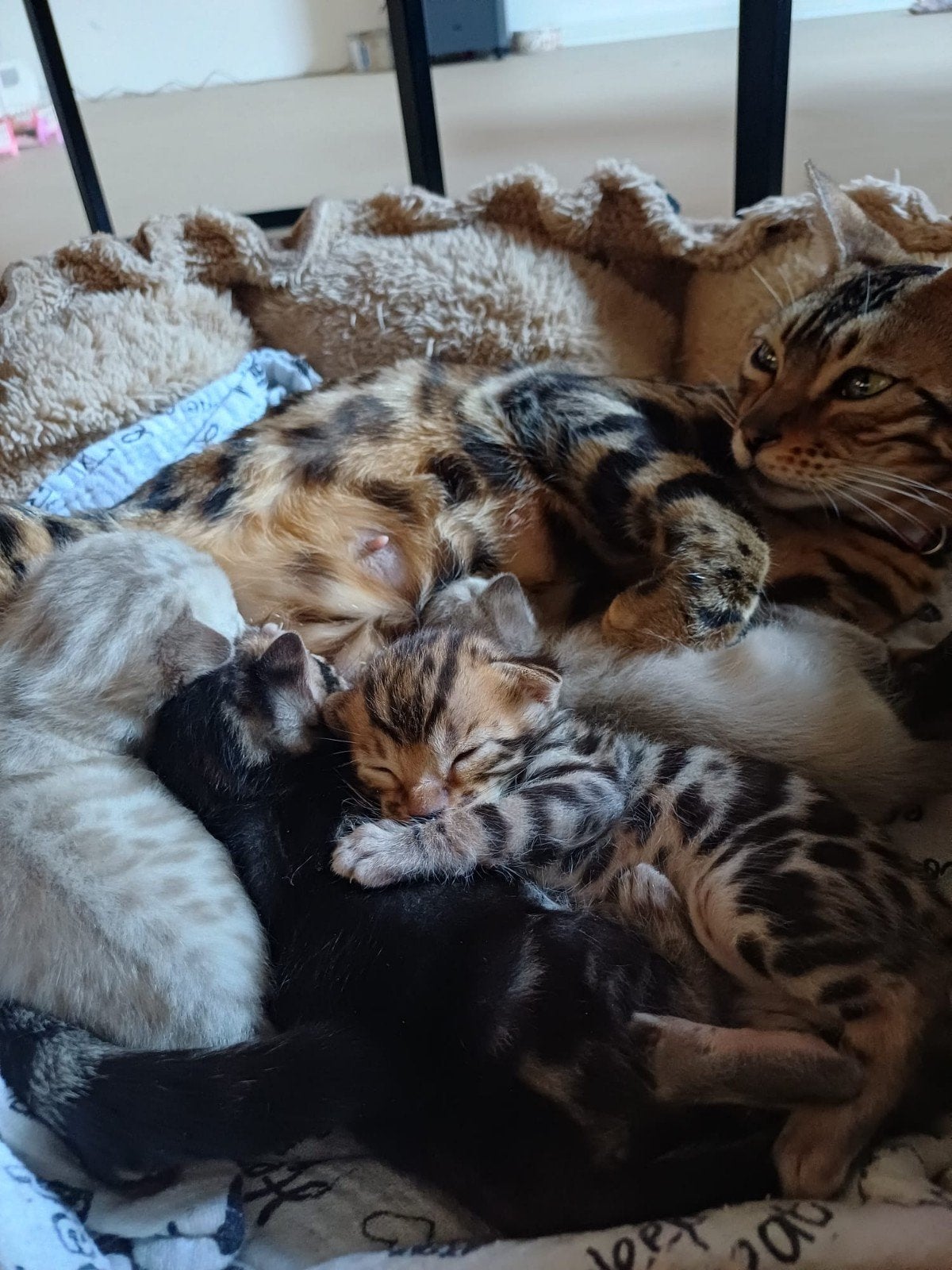 Bengaalse kittens te koop..., Dieren en Toebehoren, Katten en Kittens | Raskatten | Korthaar, Meerdere dieren, Ontwormd