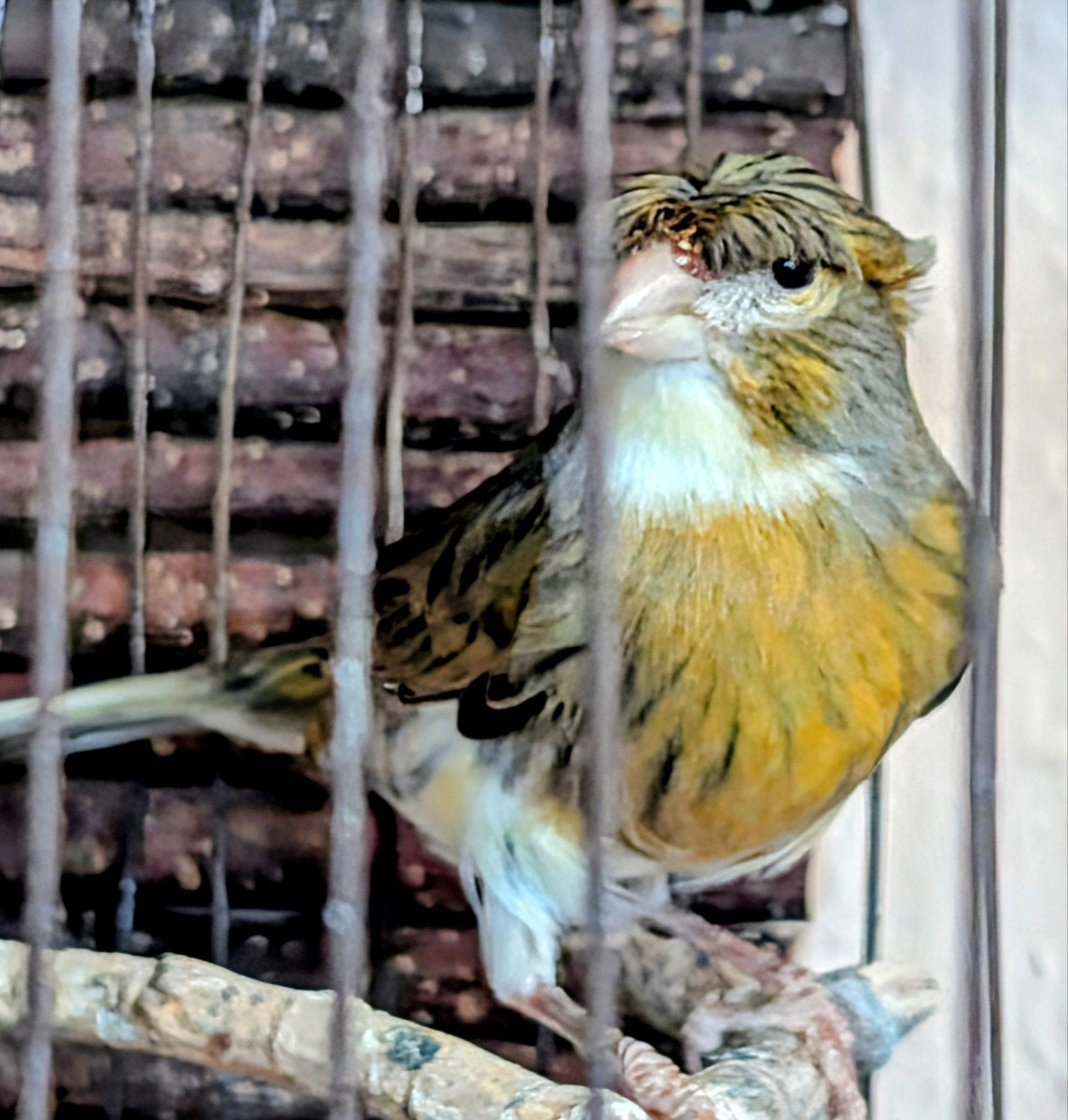 Jonge Gloster kanarie man, Dieren en Toebehoren, Vogels | Kanaries, Mannelijk