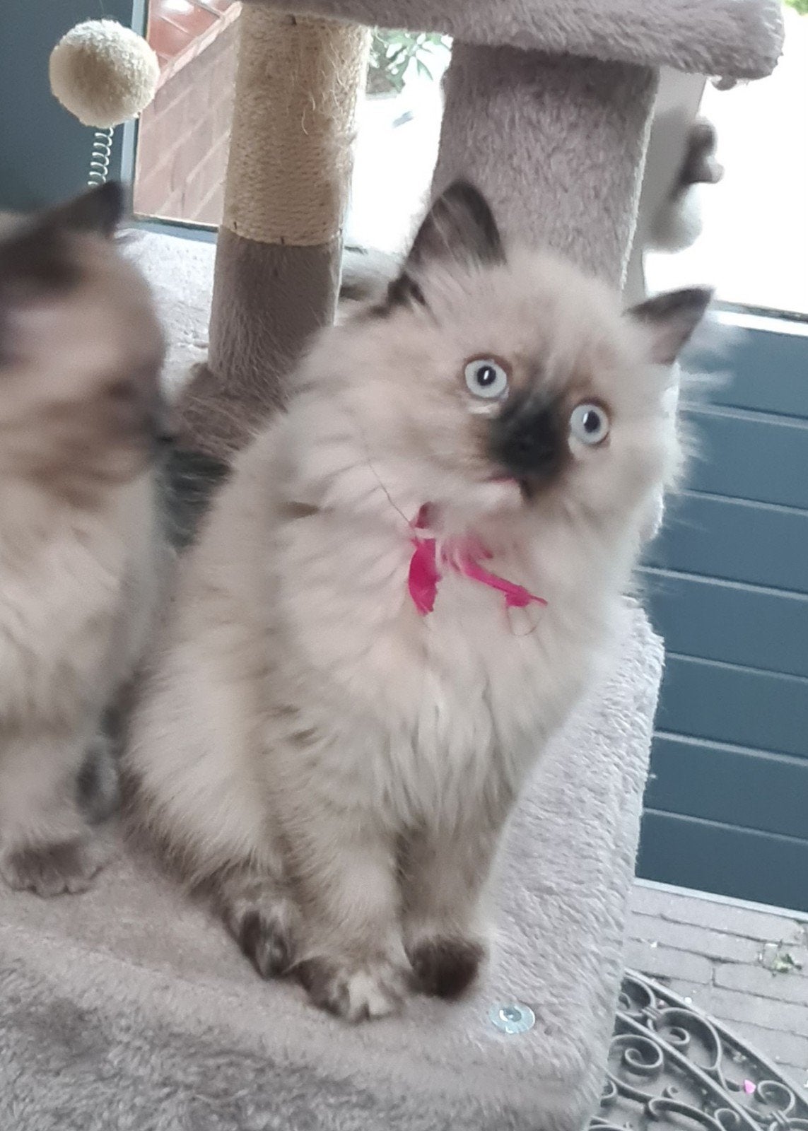 Lief poesje kruising Pers X Neva Masquerade, Poes, Ontwormd, 0 tot 2 jaar