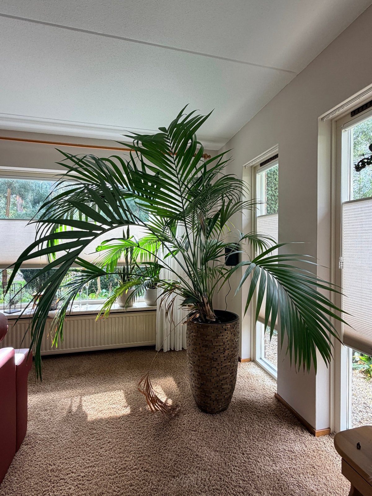 Grote volle Kentia palm - prachtige kamerplant, Ophalen, 200 cm of meer, Palm, Halfschaduw