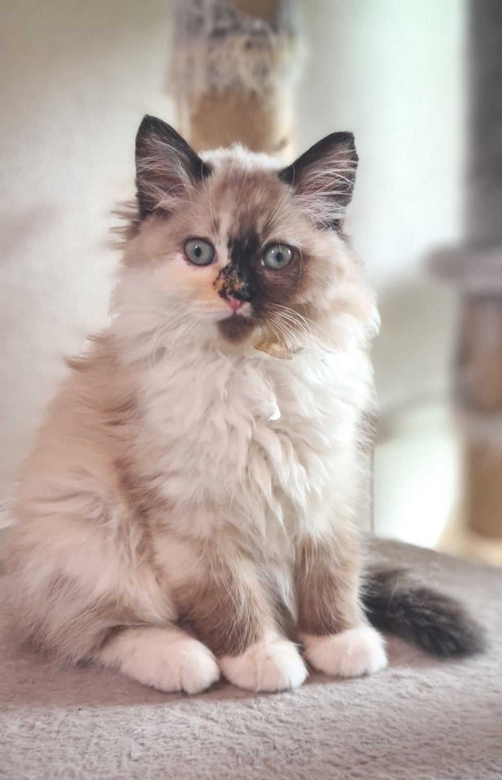 Prachtig poesje . Kruising Neva Masquerade, Europese korthaa, Dieren en Toebehoren, Katten en Kittens | Raskatten | Langhaar, Poes