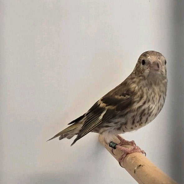 Mooie Europese sijs (pop), Dieren en Toebehoren, Vogels | Overige Vogels, Vrouwelijk, Wildzangvogel, Geringd