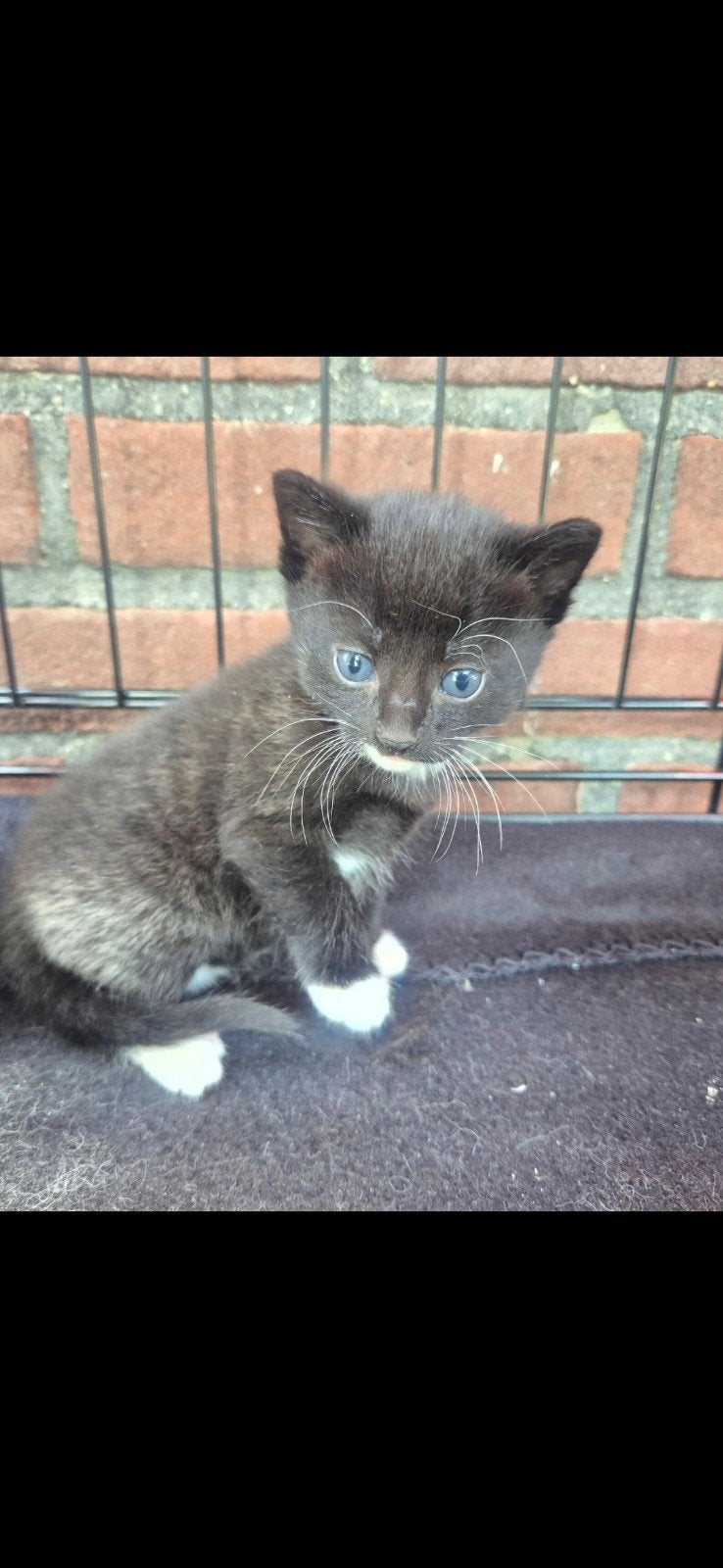 2 kittens, Meerdere dieren