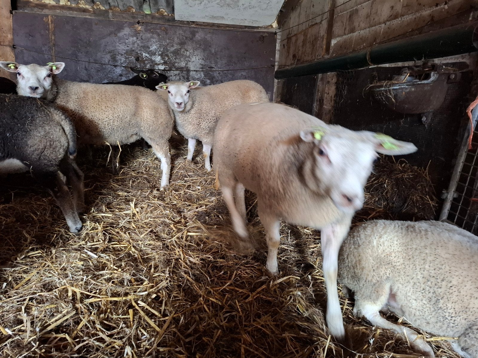 7 texelaar ooilammeren, Vrouwelijk, Schaap
