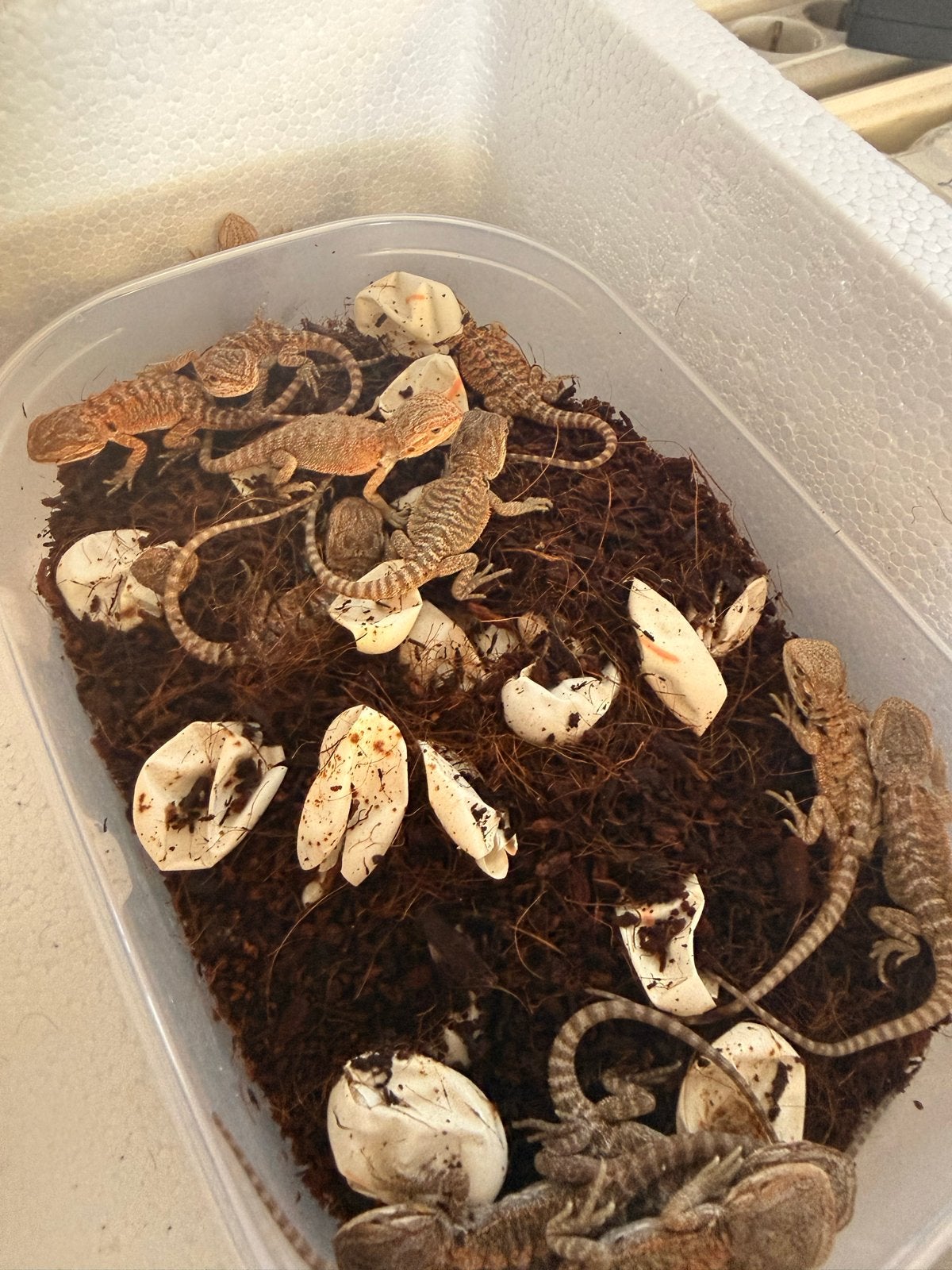 Baby baardagaam Bearded Dragon photo 10