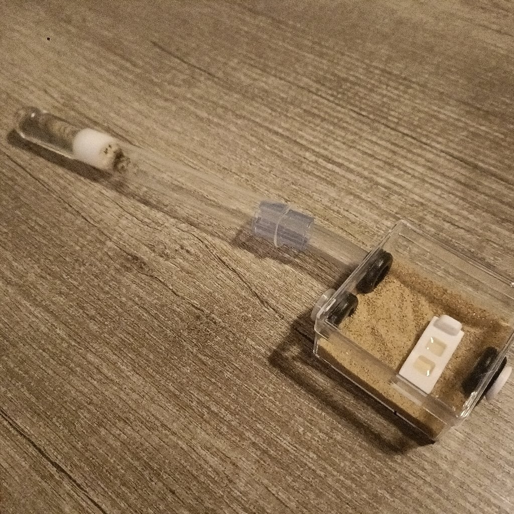 Starterset mieren Lasius Niger, Mieren