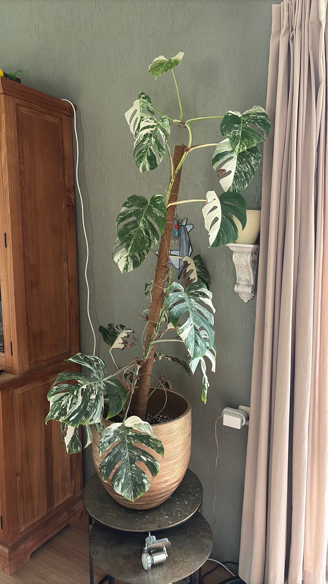 Monstera deliciosa variegata, Ophalen, Zo goed als nieuw
