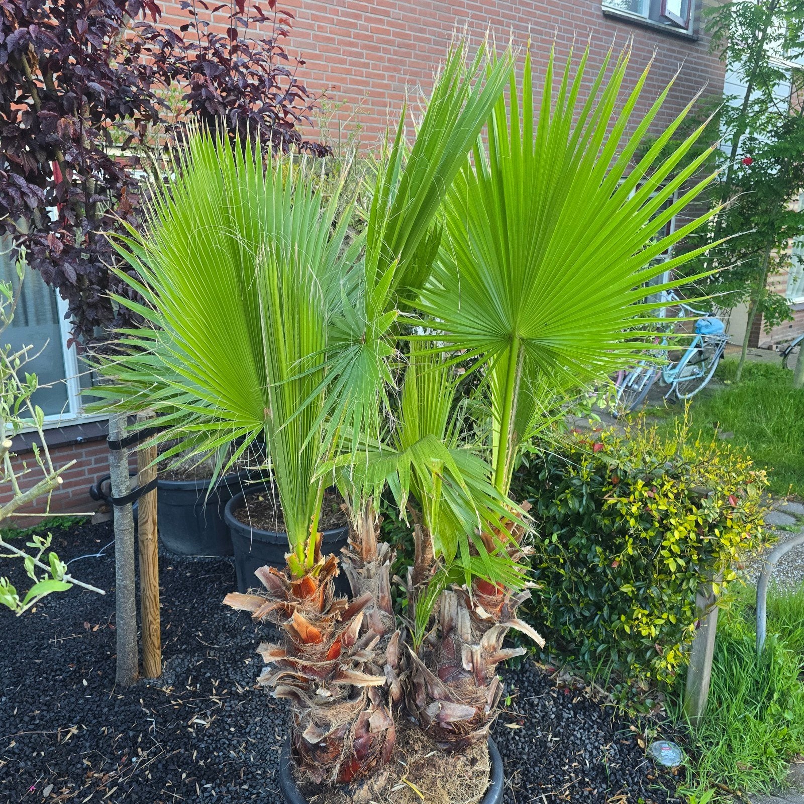 Washingtonia robusta multi trunk  palmboom, Ophalen, Gehele jaar, Volle zon