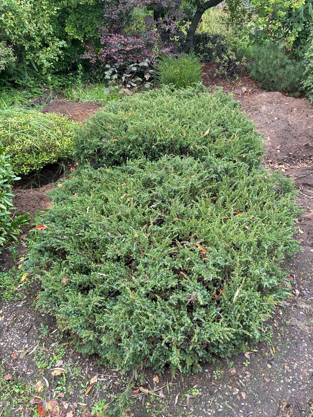 Japanse jeneverbes gratis af te halen, Tuin en Terras, Volle zon, Vaste plant, Bloeit niet, Ophalen