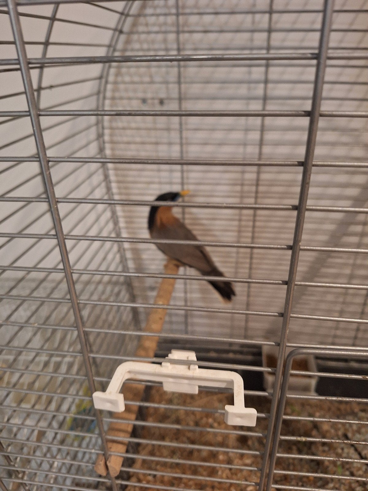 Pagodespreeuw te koop, Mannelijk, Wildzangvogel, Geringd