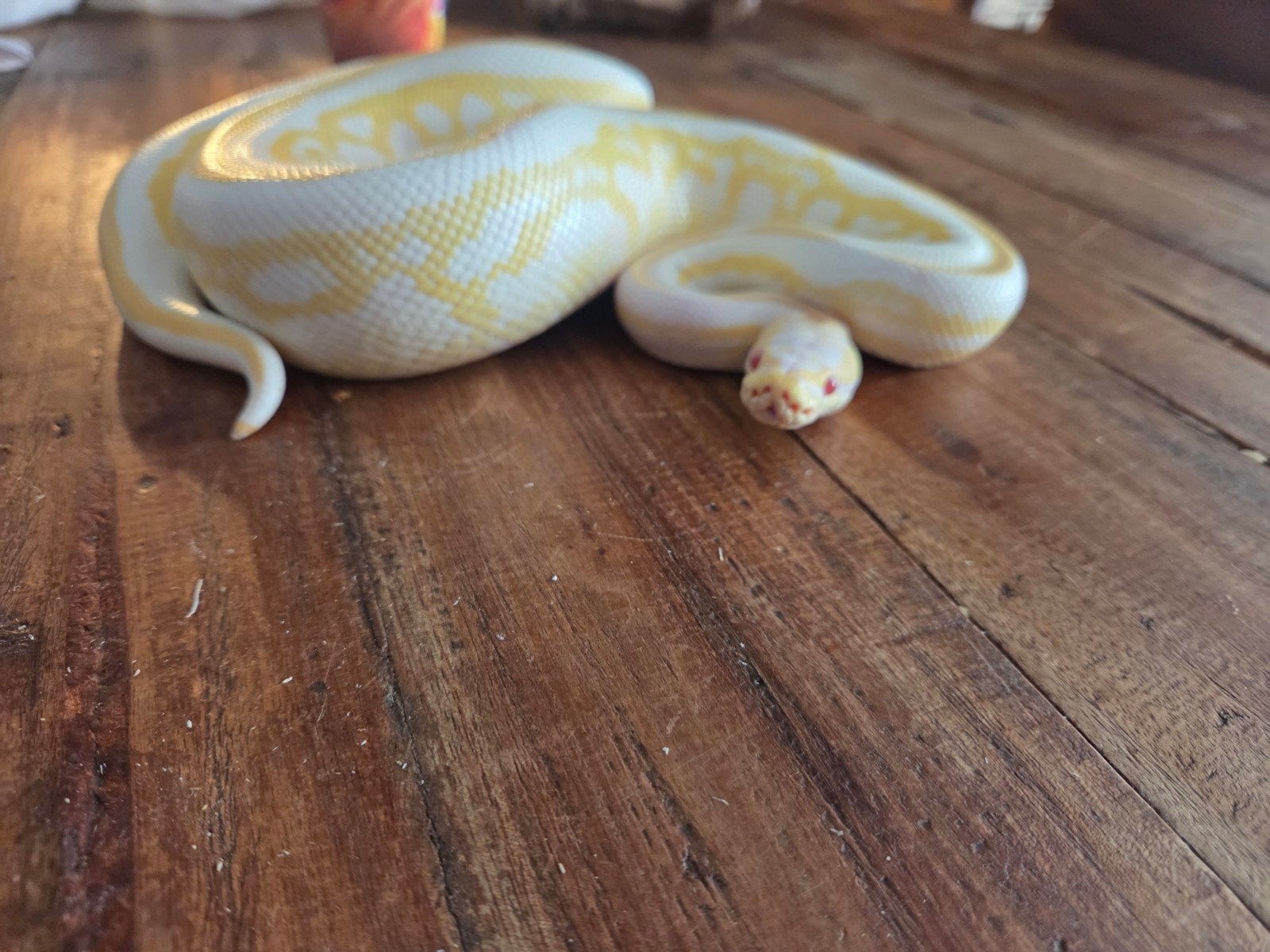 Koningspython / Ball python Ball Python - unknown for sale from van der Ster