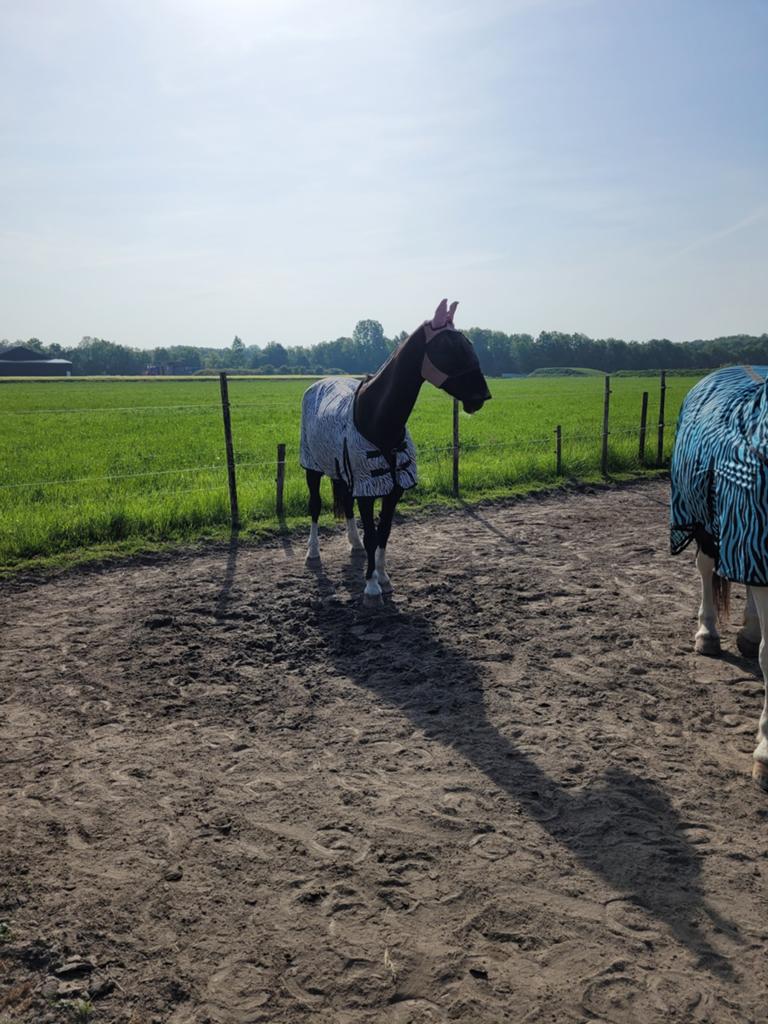 Verzorgster gevraagd, Ophalen of Verzenden, Nieuw