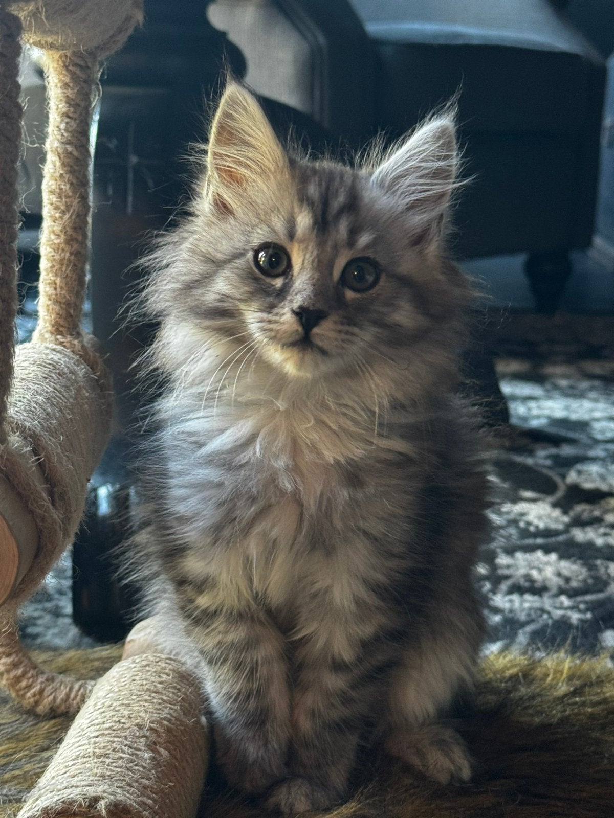 Nog 2 maine coon poesjes, Poes, Ingeënt