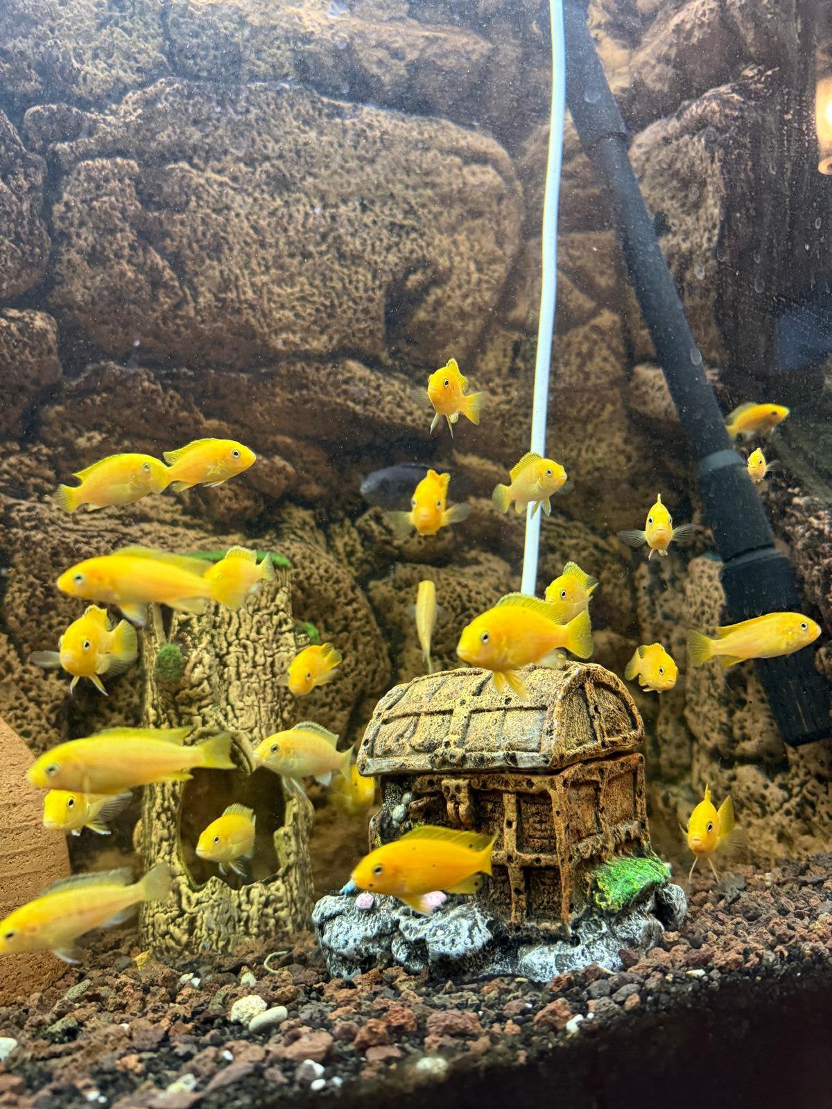 Labidochromis caeruleus-gele cichlide, Vis