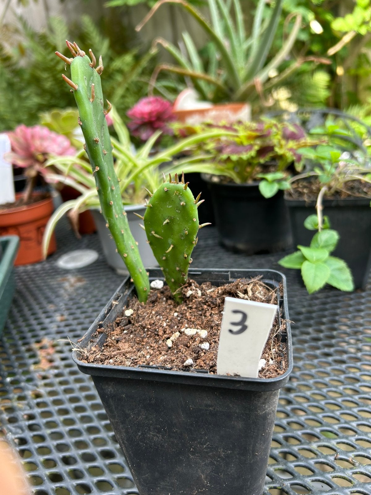 Opuntia indica - goed gewortelde stek - schijfcactus, Tuin en Terras, Planten | Tuinplanten, Ophalen of Verzenden, Overige soorten