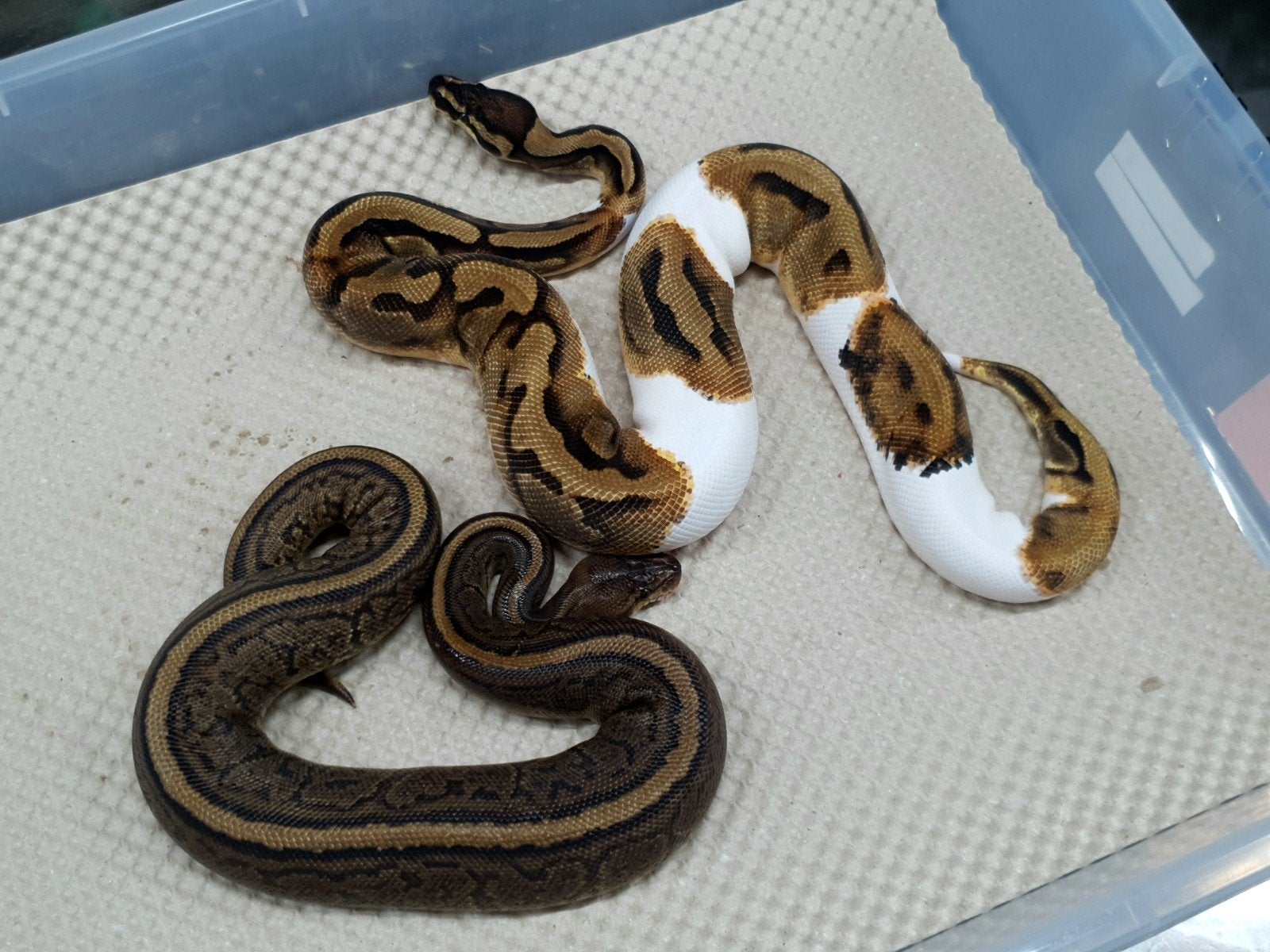 koningspython 2025 Ball Python photo 3