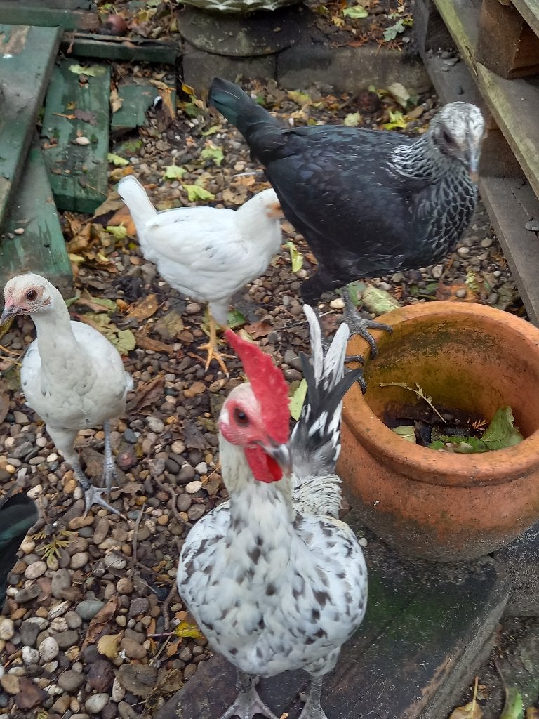 Trio modern Engelse vechtkrielen, Dieren en Toebehoren, Pluimvee, Kip, Meerdere dieren