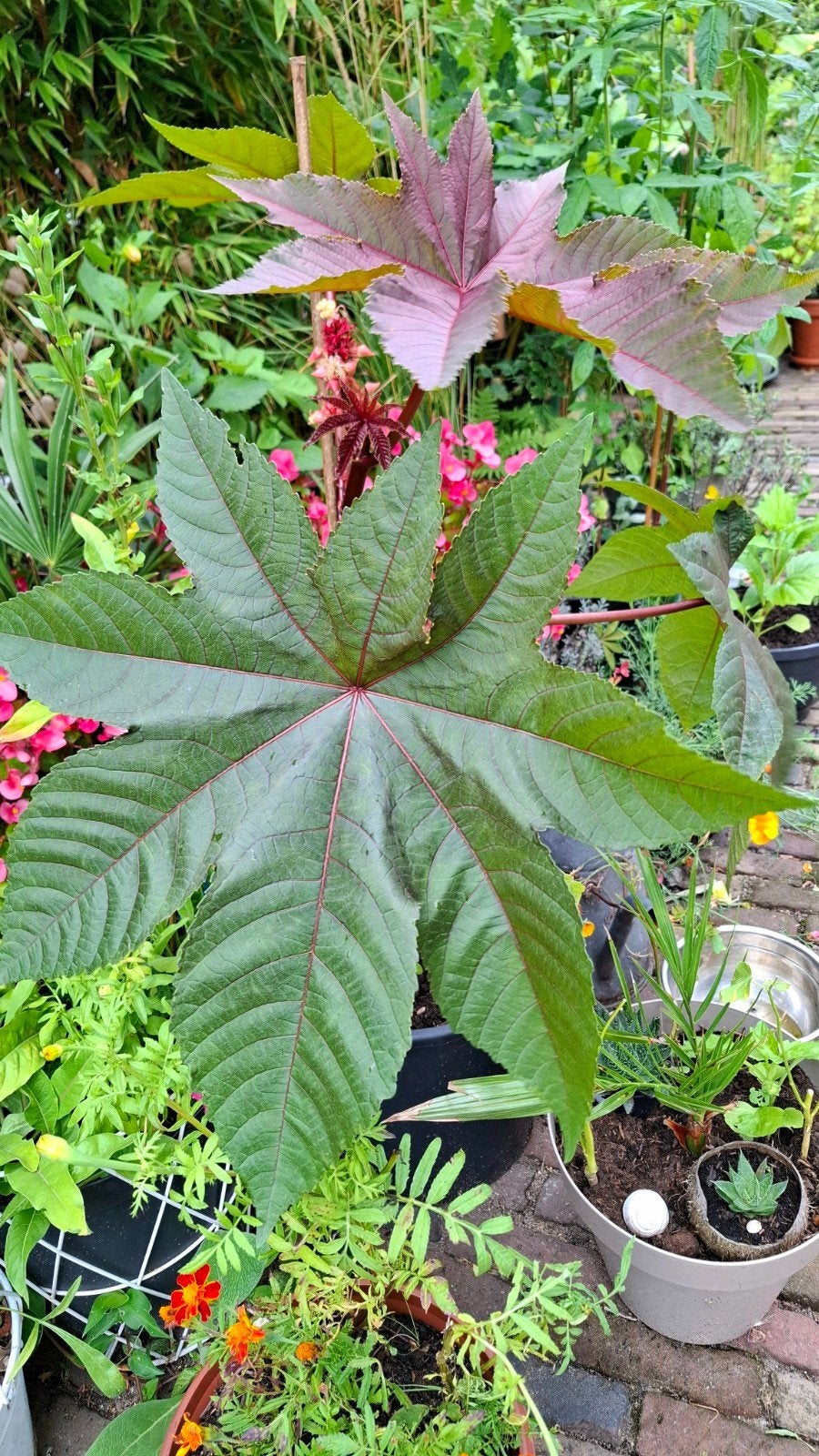 Wonderboom zaden, Ricinus communis, Verzenden, Volle zon