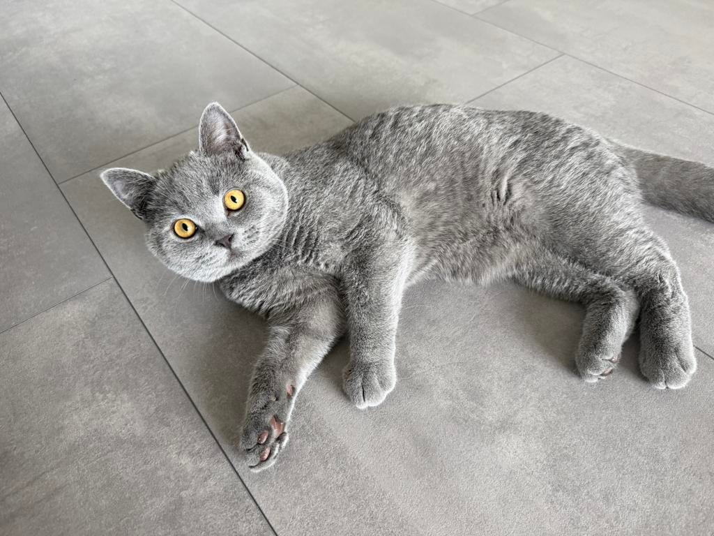 Britse korthaar kittens, Meerdere dieren