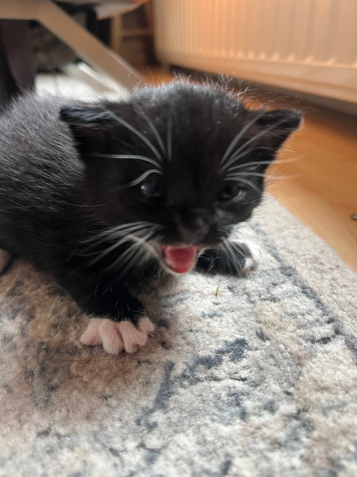 Nog 3 kitten zoek een nieuw huisje, Geslacht onbekend, Kortharig, 0 tot 2 jaar
