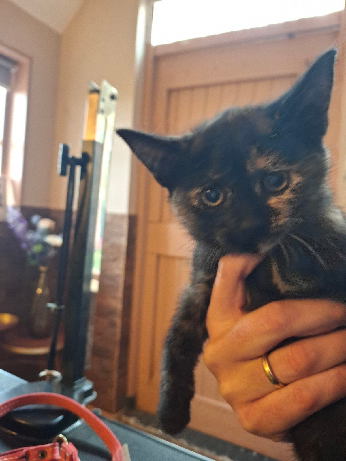 Prachtige lieve kittens, Meerdere dieren, Kortharig, 0 tot 2 jaar