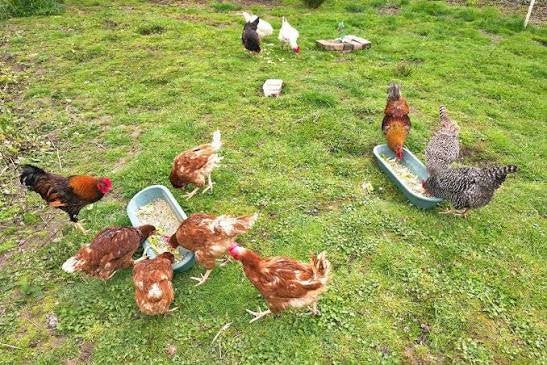 Weiland te huur gezocht voor hobbykippen, Dieren en Toebehoren, Pluimvee, Kip, Vrouwelijk