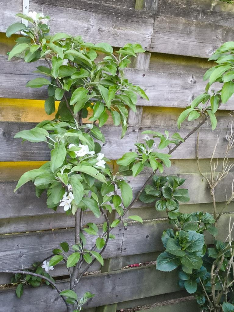 Appelboom 3 jaar oud - Fruitplant voor eigen oogst, Ophalen, Lente, Fruitplanten, Volle zon