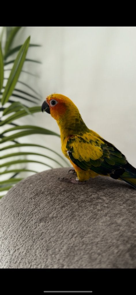 Tamme zonparkiet te koop, Dieren en Toebehoren, Geslacht onbekend, Parkiet, Geringd