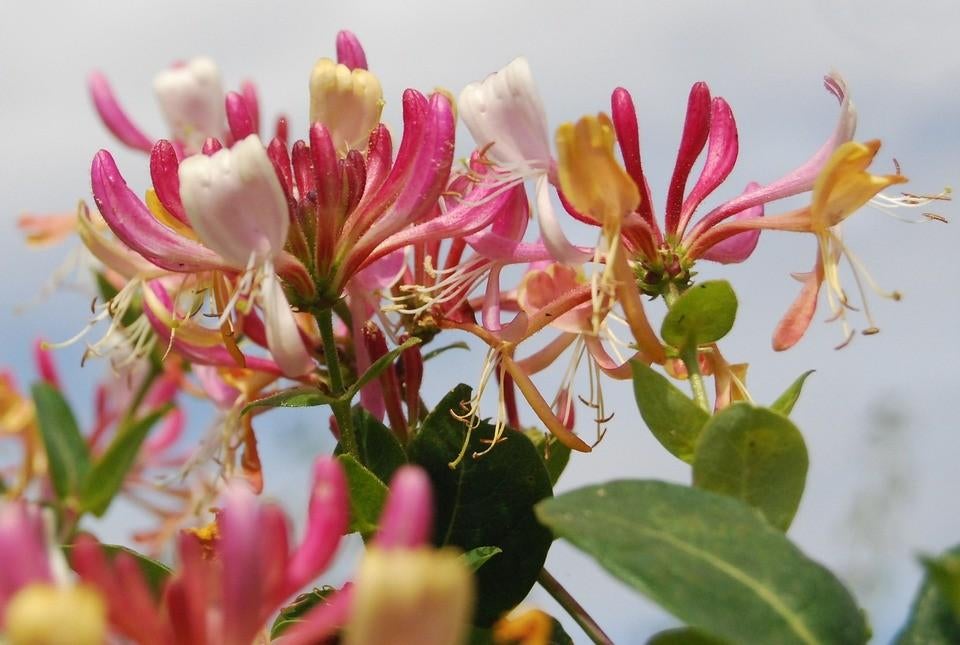 17 Geurende Kamperfoelie (Lonicera)  €100,-, Volle zon, Vaste plant, Ophalen of Verzenden, Klimplanten