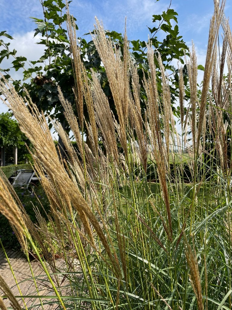 miscanthus, Ophalen, Volle zon, Vaste plant, Siergrassen
