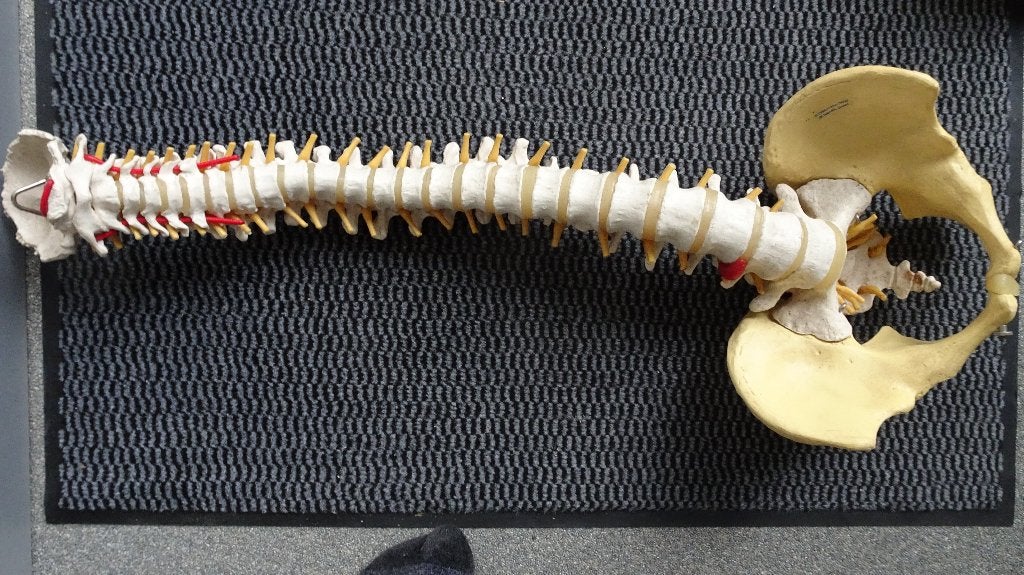 anatomie model ruggenwervel, Ophalen of Verzenden, Zo goed als nieuw