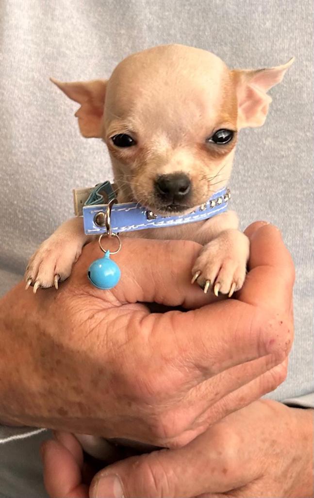 Lieve rustige mini  gevlekte chihuahuas 2 teefjes  1 reutje, Dieren en Toebehoren, Honden | Chihuahua's en Gezelschapshonden, Parvo