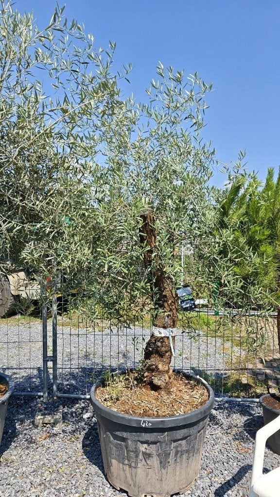 Dikke oude olijfbomen, Lente, 100 tot 250 cm, Olijfboom, Ophalen