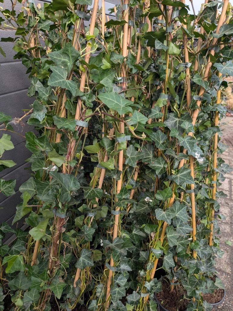 Hedera woener gestokt 100-125 cm, Ophalen, Vaste plant, Bloeit niet, Halfschaduw