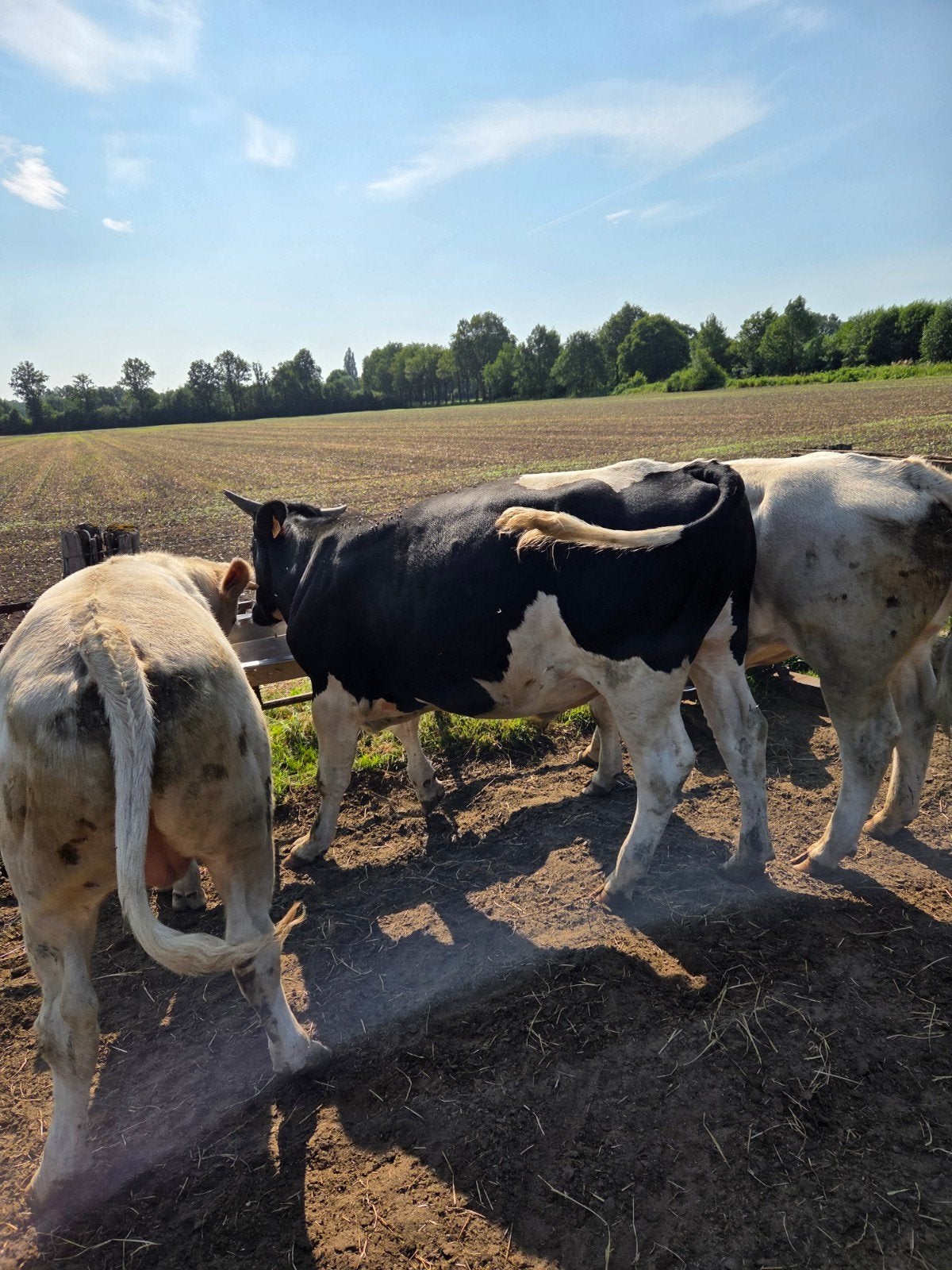 4 weidestieren, Dieren en Toebehoren, Mannelijk