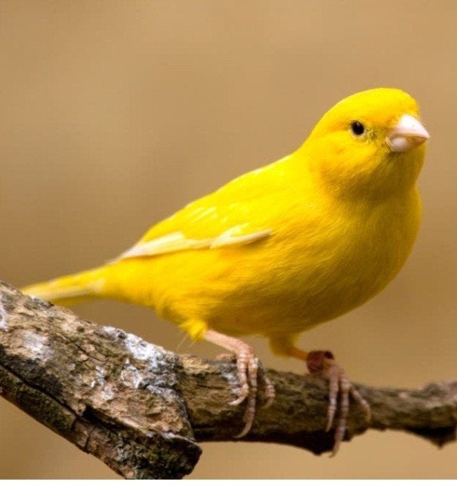 gele kanaries, Dieren en Toebehoren, Meerdere dieren, Kleurkanarie